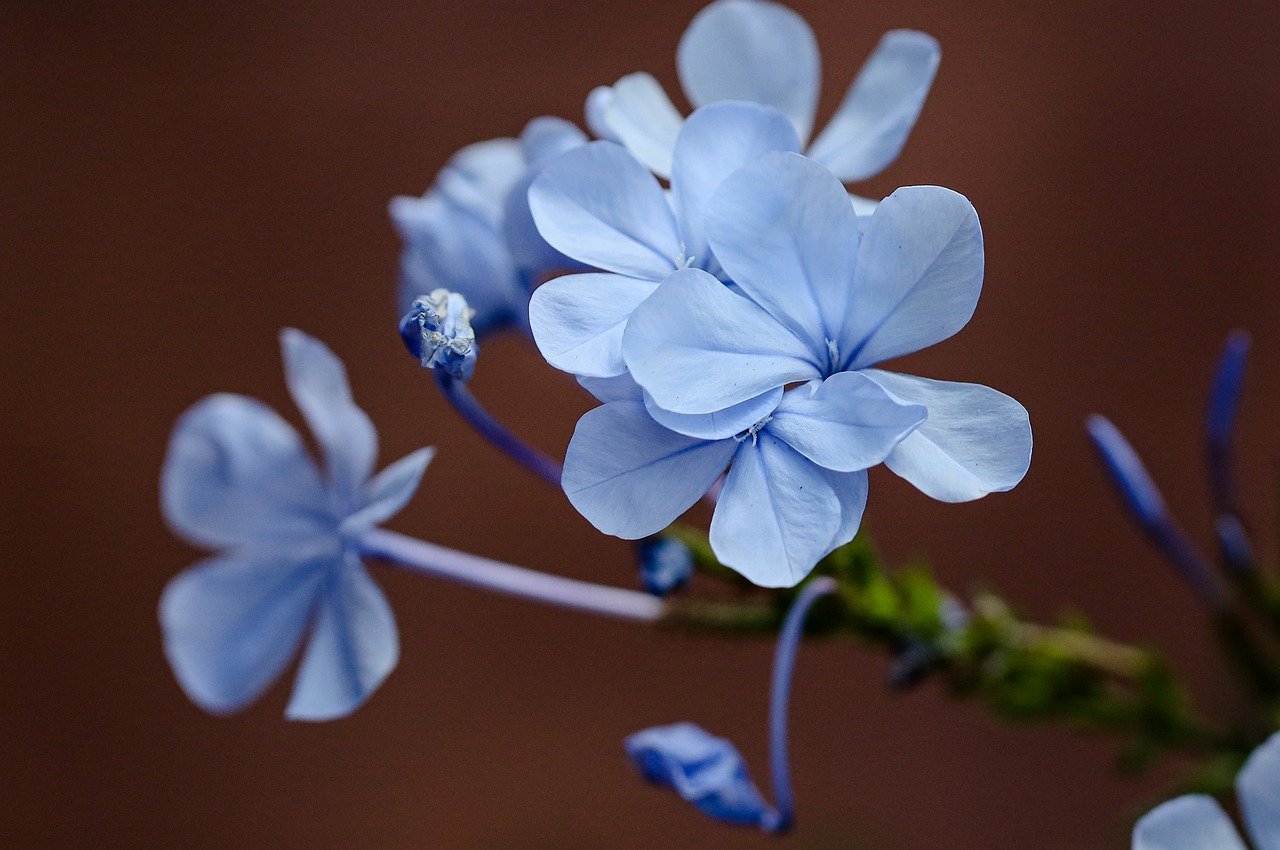 flower, blue flowers, garden-6761262.jpg